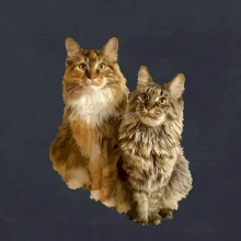 Mačky vectorizované (Moňas)