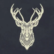 Jeleň kresba Jeleň kresba