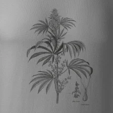 Konope kvietok čiernobiely  