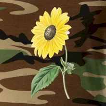 Slnečnica otočená