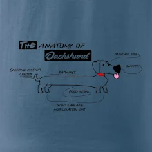 Jazvečík - Anatómia