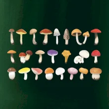 Huby farebné Huby farebné