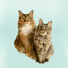 Mačky vectorizované (Moňas)