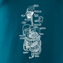 Skica ľudských orgánov