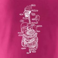 Skica ľudských orgánov