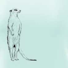 Surikata čierna kresba