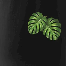 Monstera listy na prsu