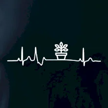 EKG fíkus EKG fíkus