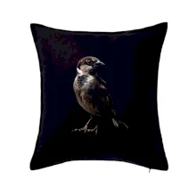 Vrabec domáca čierna fotka