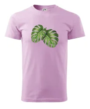 Monstera - dva listy