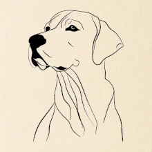 Labrador čierna kresba