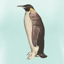 Tučniak kreslený vodovými farbami