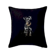 Bradáč čierna fotka