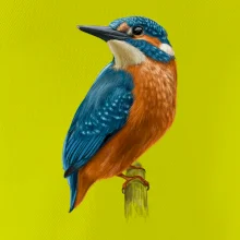 Ľadnáčik kreslený Ľadnáčik kreslený