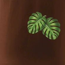 Monstera listy na prsu