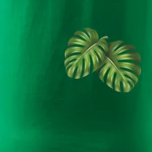 Monstera listy na prsu