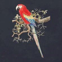 Papagáj  na listnatom strome