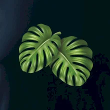 Monstera - dva listy Monstera - dva listy