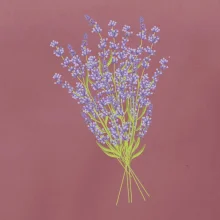 Levanduľa kreslená