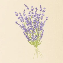 Levanduľa kreslená Levanduľa kreslená