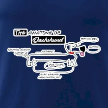 Jazvečík - Anatómia