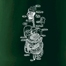 Skica ľudských orgánov