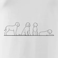 Lagotto romagnolo postavy linka