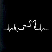 Yorkshirský teriér EKG