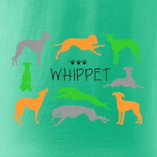 Whippet farebný