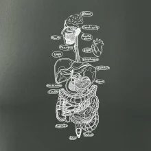 Skica ľudských orgánov