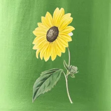 Slnečnica otočená