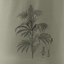 Konope kvietok čiernobiely  