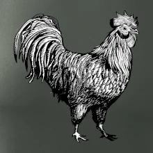 Kohút kreslený čiernobiely