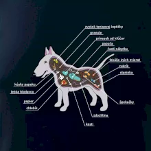 Tajomstvo bulteriéra s popisom (Pecka Design)