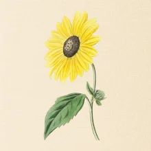 Slnečnica otočená