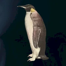 Tučniak kreslený vodovými farbami