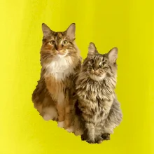 Mačky vectorizované (Moňas)