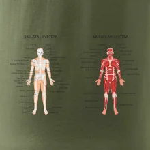 Skelet and Moscular system