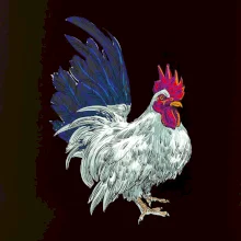 Kohút kreslený biely