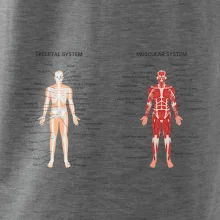 Skelet and Moscular system Skelet and Moscular system