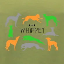 Whippet farebný