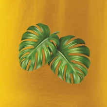 Monstera - dva listy