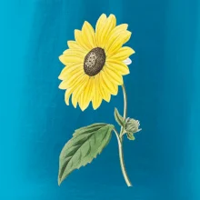 Slnečnica otočená