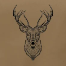 Jeleň kresba