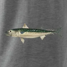 Makrela obecná Makrela obecná