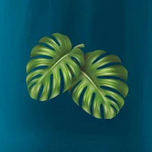 Monstera - dva listy