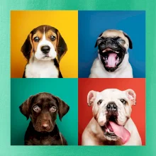 Psi šteňatá koláž