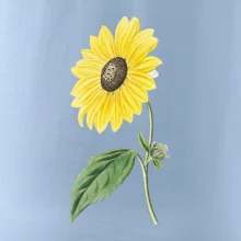 Slnečnica otočená