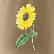 Slnečnica otočená