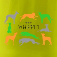 Whippet farebný